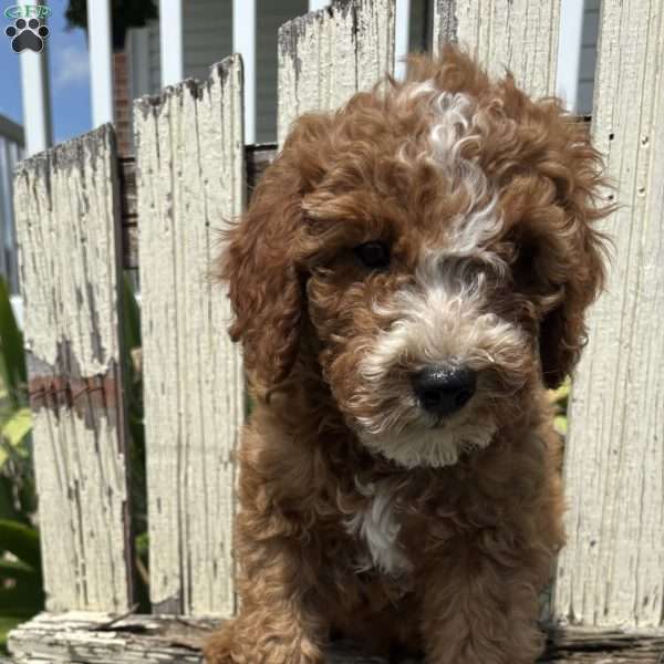 Carlos, Mini Goldendoodle Puppy
