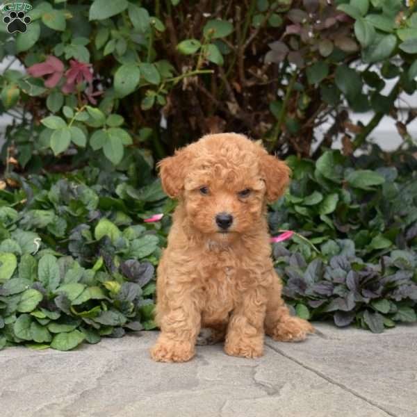 Carly, Mini Goldendoodle Puppy