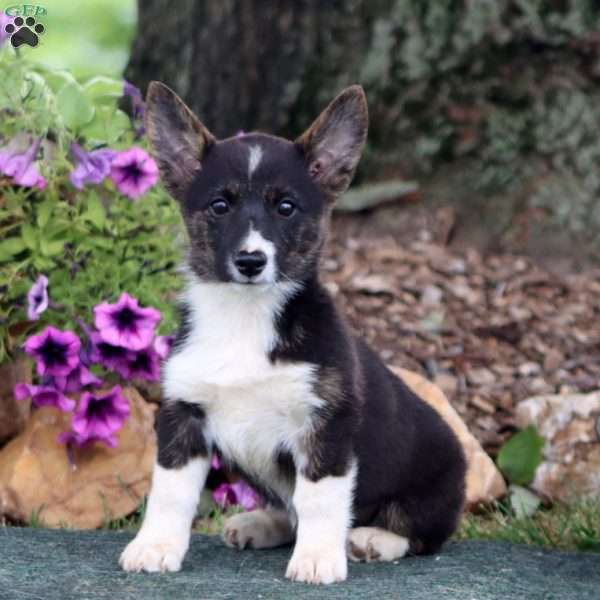 Carmel, Pembroke Welsh Corgi Puppy