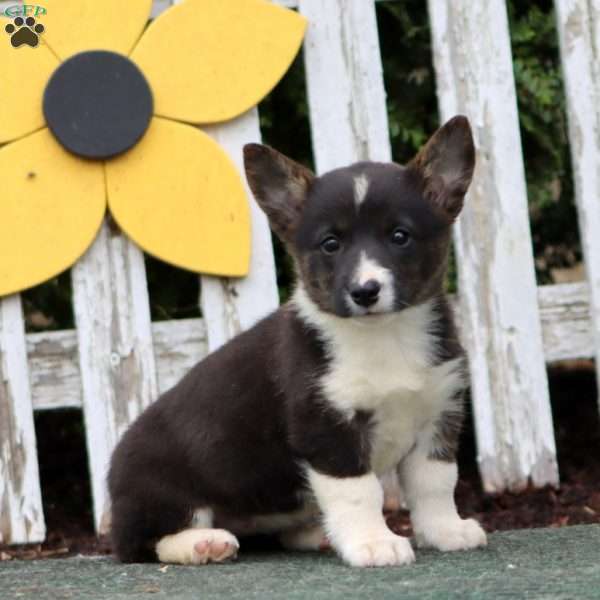 Carmel, Pembroke Welsh Corgi Puppy