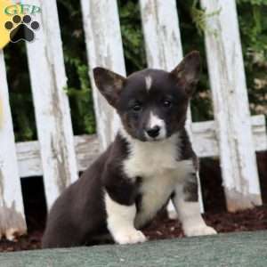 Carmel, Pembroke Welsh Corgi Puppy