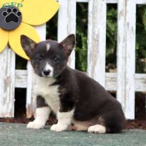 Carmel, Pembroke Welsh Corgi Puppy
