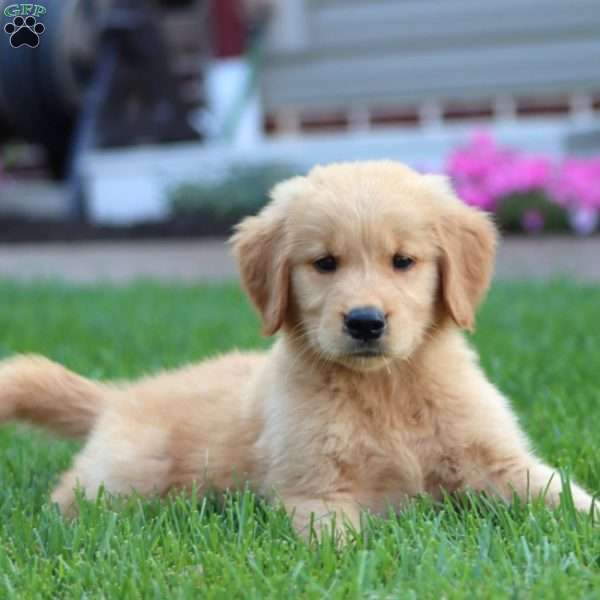 Carmen, Golden Retriever Puppy