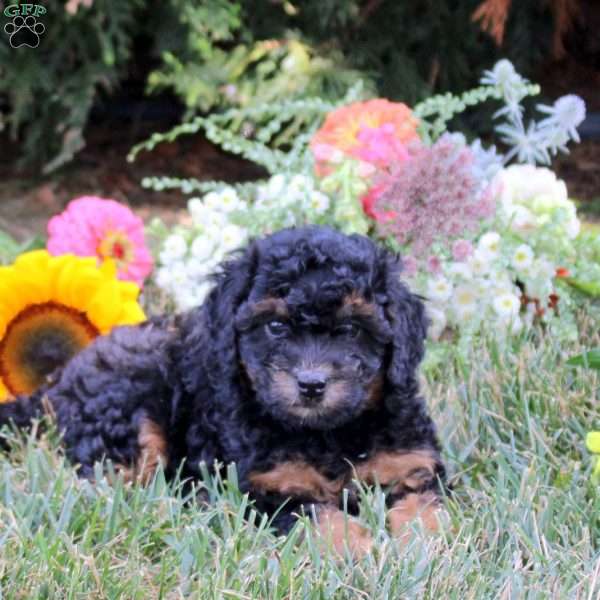 Carnation, Cavapoo Puppy