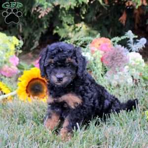 Carnation, Cavapoo Puppy