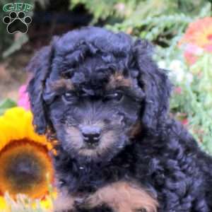 Carnation, Cavapoo Puppy