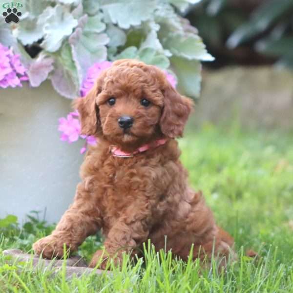 Carol, Mini Goldendoodle Puppy
