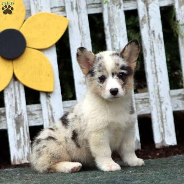 Carol, Pembroke Welsh Corgi Puppy
