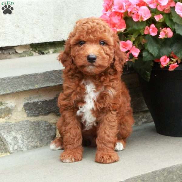 Carson, Mini Goldendoodle Puppy