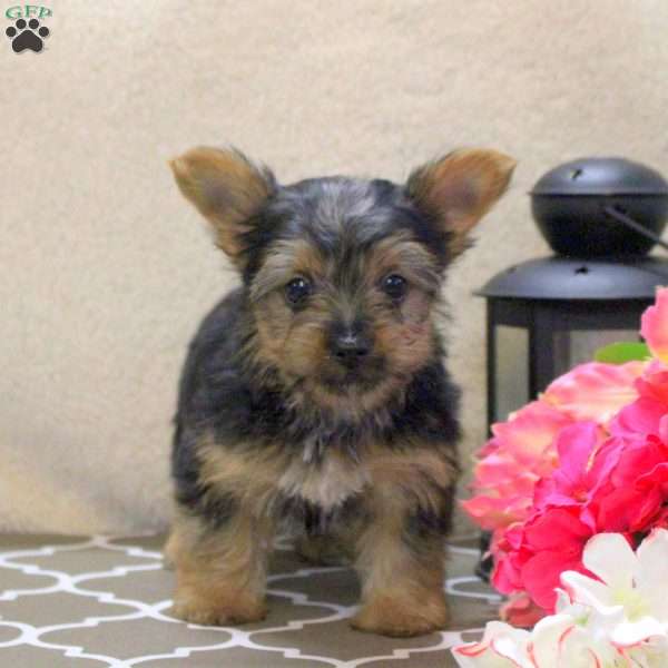 Carson, Yorkie Puppy