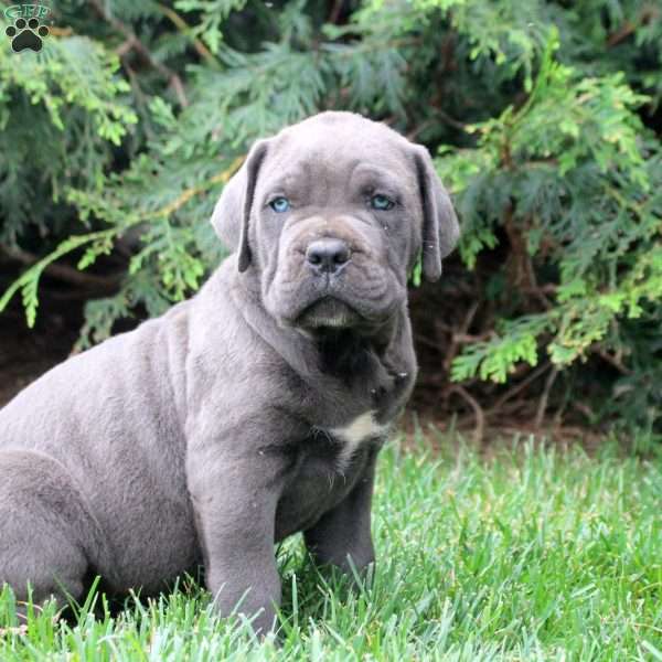 Carson, Cane Corso Puppy