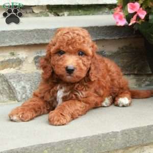 Carson, Mini Goldendoodle Puppy