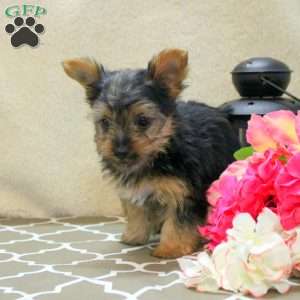 Carson, Yorkie Puppy