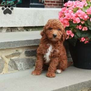 Carson, Mini Goldendoodle Puppy