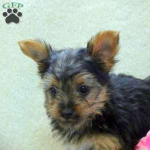Carson, Yorkie Puppy