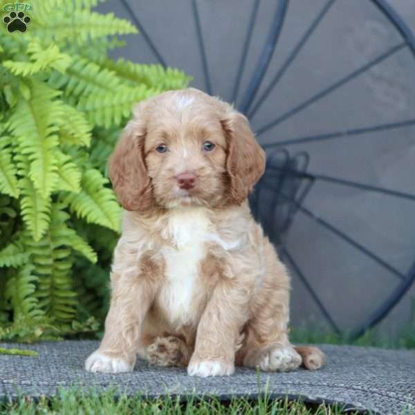Carson, Cockapoo Puppy