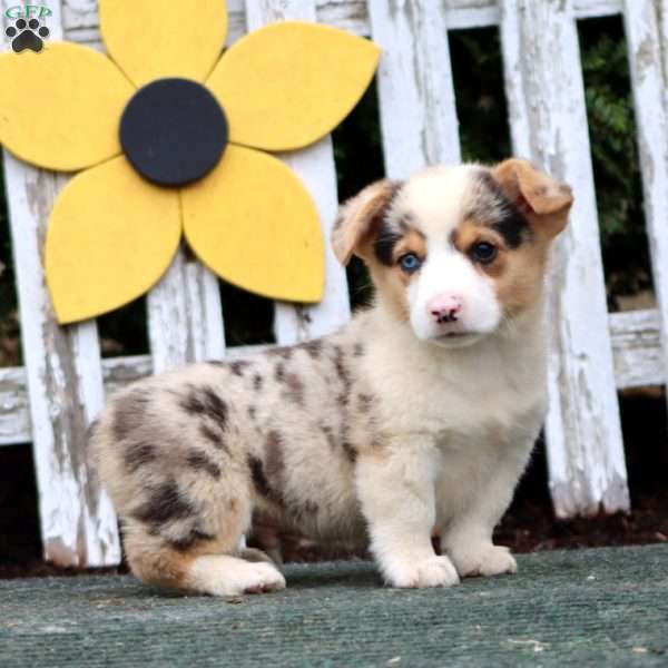 Carson, Pembroke Welsh Corgi Puppy