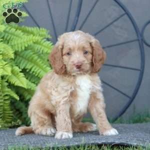 Carson, Cockapoo Puppy