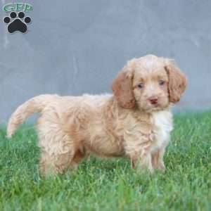 Carson, Cockapoo Puppy