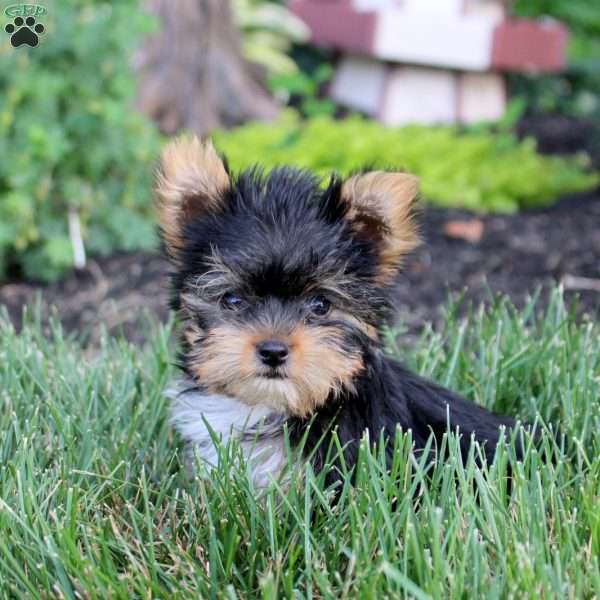 Carter, Yorkie Puppy