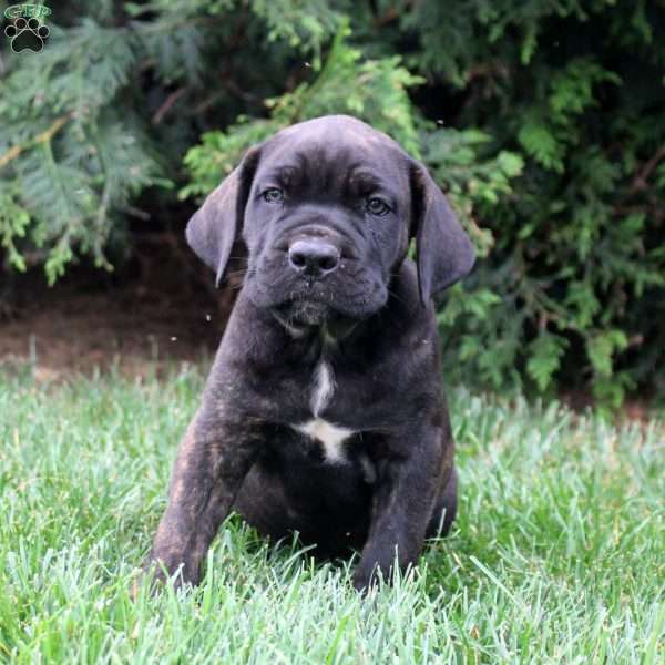 Carter, Cane Corso Puppy