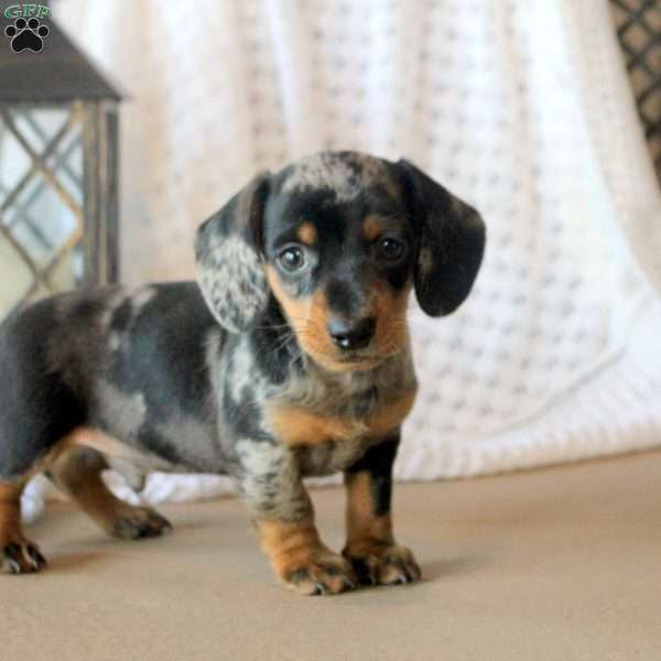 Carter, Dachshund Puppy