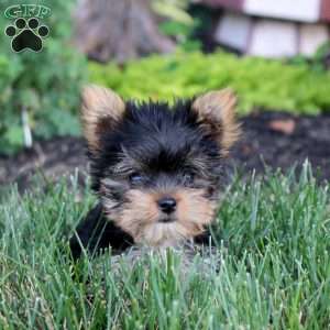 Carter, Yorkie Puppy