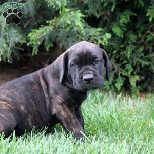 Carter, Cane Corso Puppy