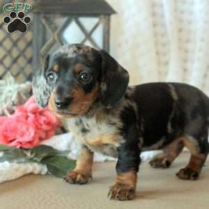 Carter, Dachshund Puppy