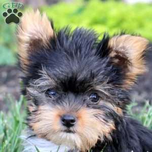 Carter, Yorkie Puppy