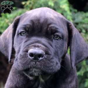 Carter, Cane Corso Puppy