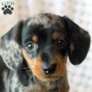 Carter, Dachshund Puppy