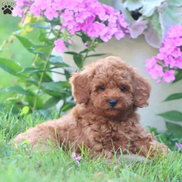Carter, Mini Goldendoodle Puppy