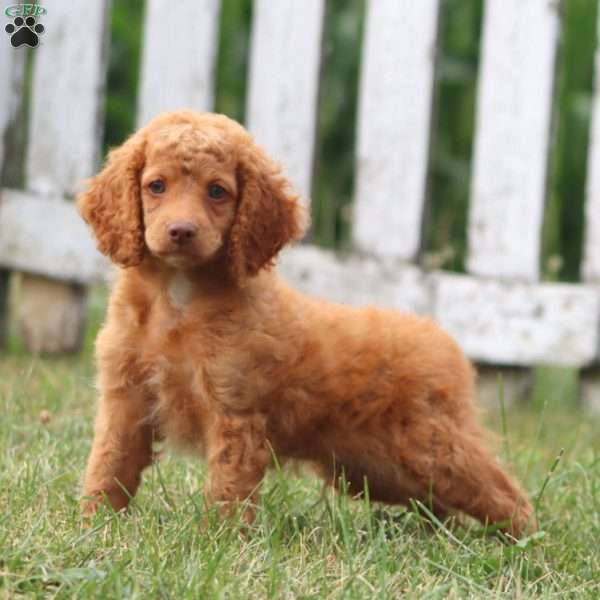 Carter, Cockapoo Puppy