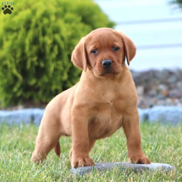 Carter, Fox Red Labrador Retriever Puppy