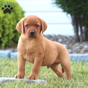 Carter, Fox Red Labrador Retriever Puppy