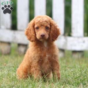 Carter, Cockapoo Puppy