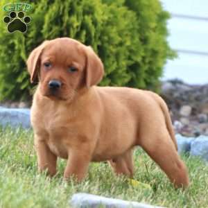 Carter, Fox Red Labrador Retriever Puppy