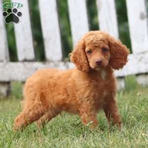Carter, Cockapoo Puppy