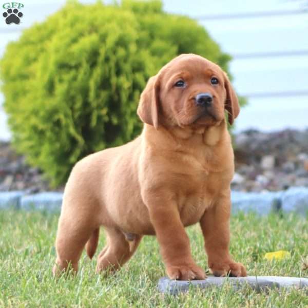 Casey, Fox Red Labrador Retriever Puppy