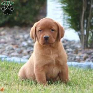 Casey, Fox Red Labrador Retriever Puppy