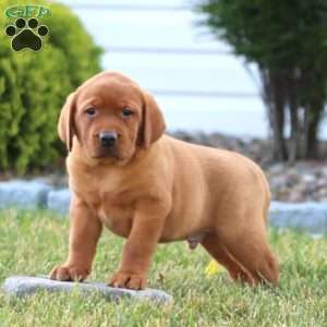 Casey, Fox Red Labrador Retriever Puppy
