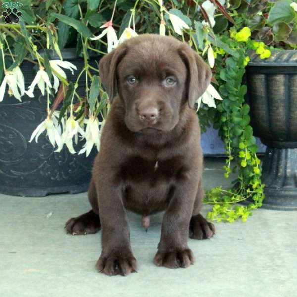 Cash, Chocolate Labrador Retriever Puppy