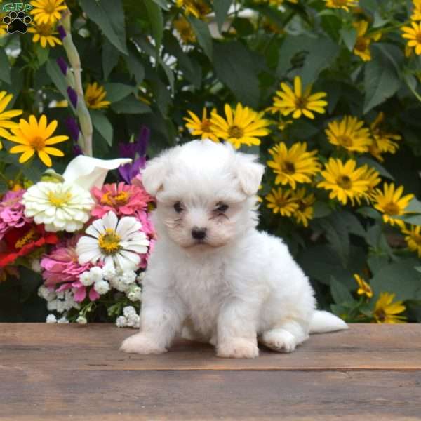 Cashmere, Maltese Puppy