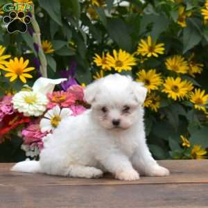 Cashmere, Maltese Puppy