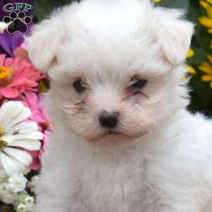 Cashmere, Maltese Puppy