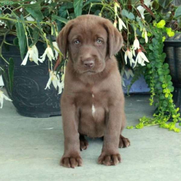 Cassie, Chocolate Labrador Retriever Puppy