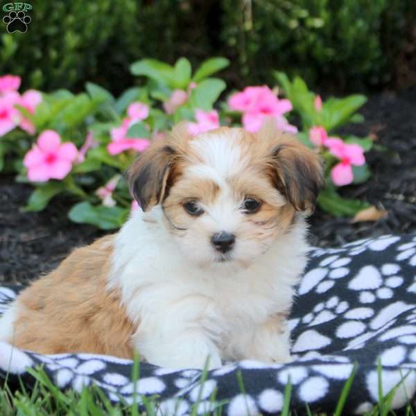 Cassie, Havanese Puppy