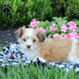Cassie, Havanese Puppy