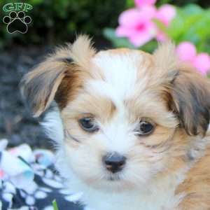 Cassie, Havanese Puppy